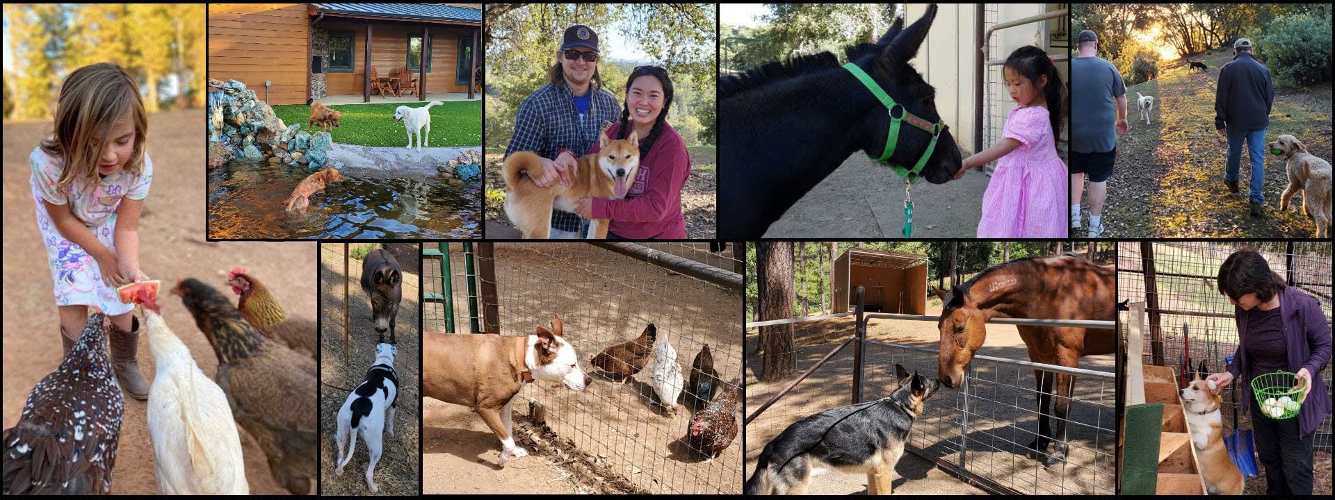 header photo of Dog and Pony Ranch