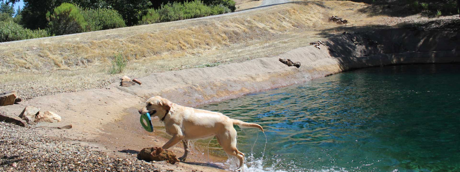header photo of Dog and Pony Ranch