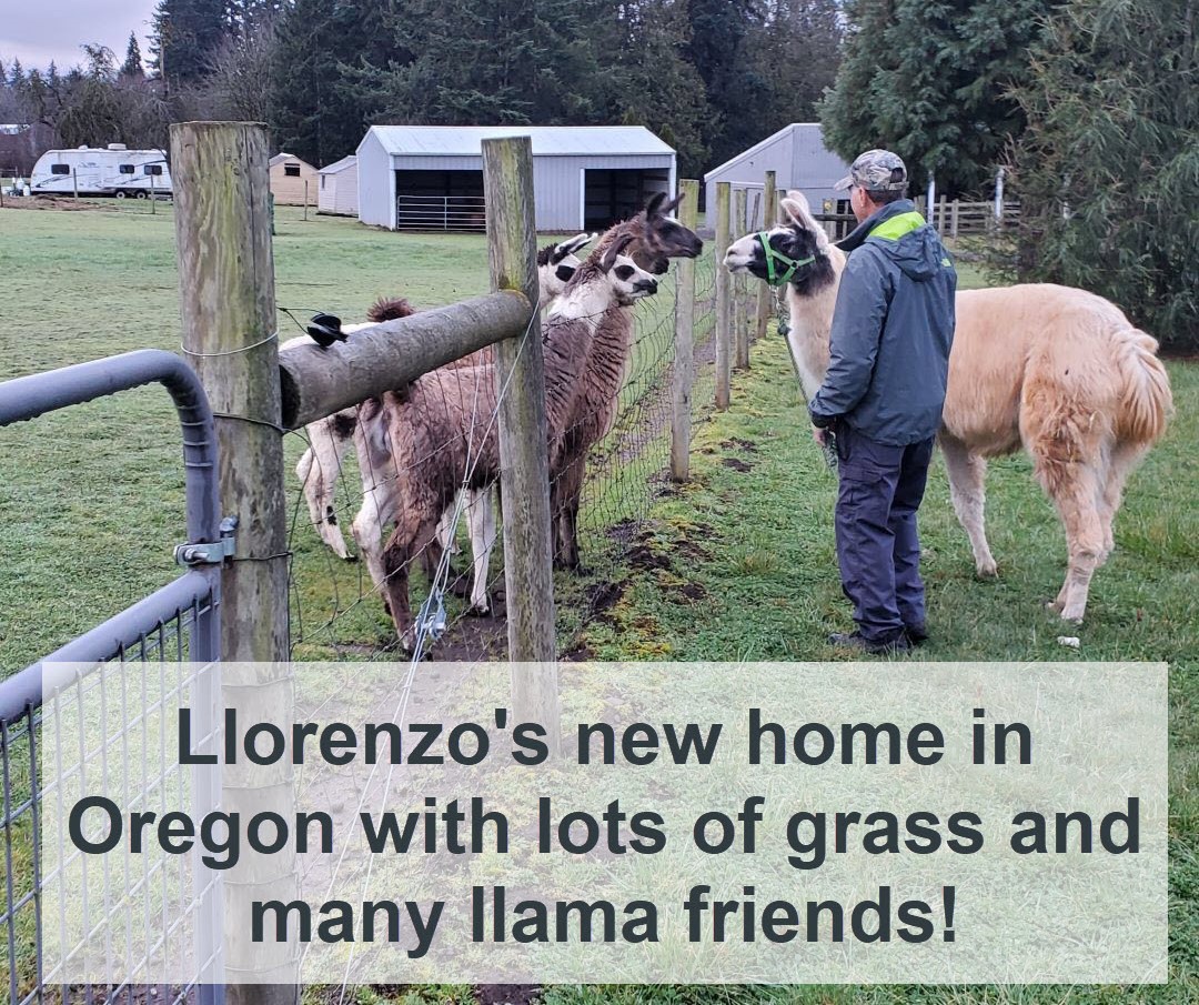 Llorenzo February 2024